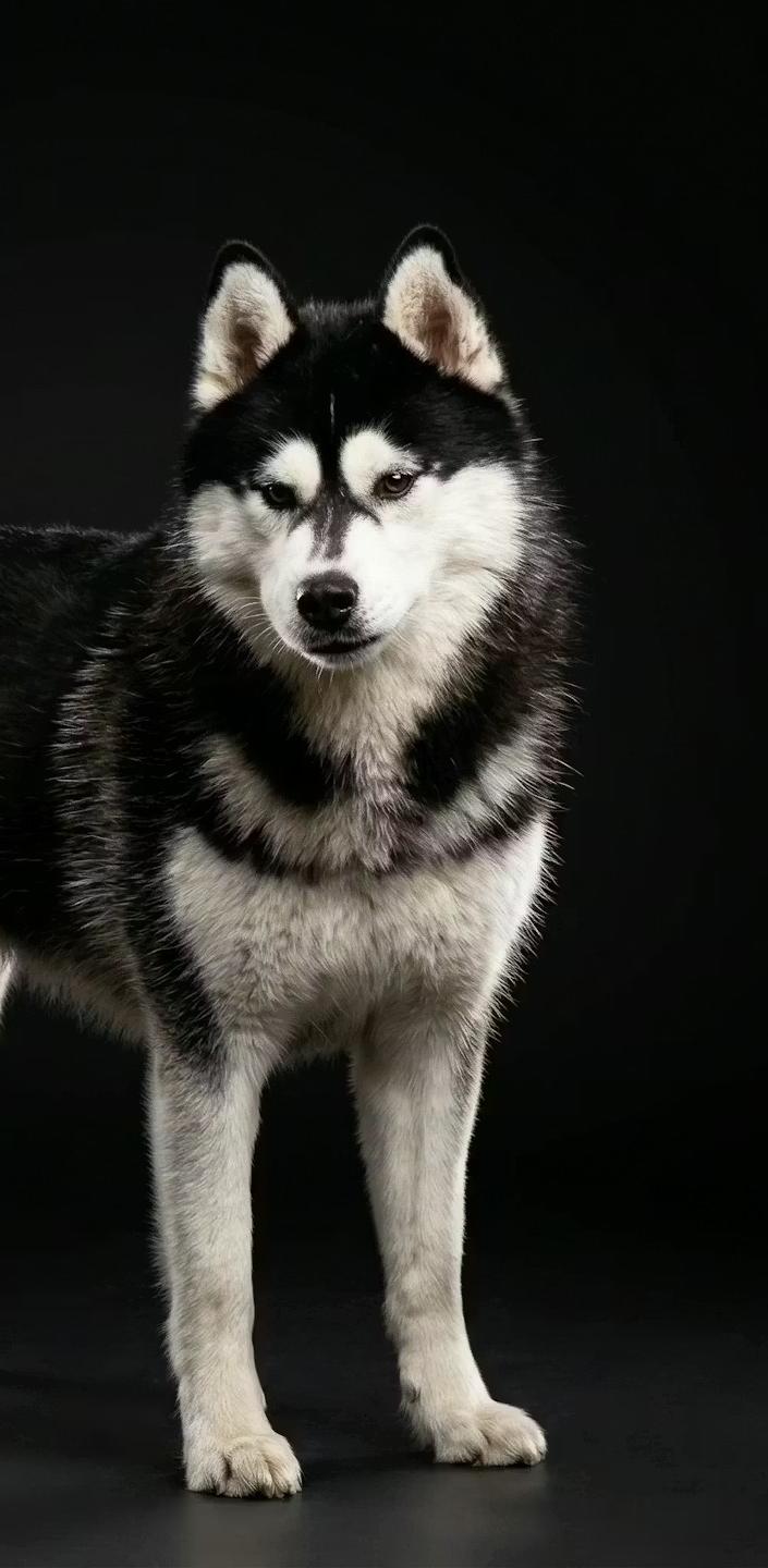 RiverRed Siberian Husky